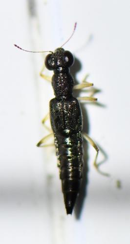 Stenus sp.
